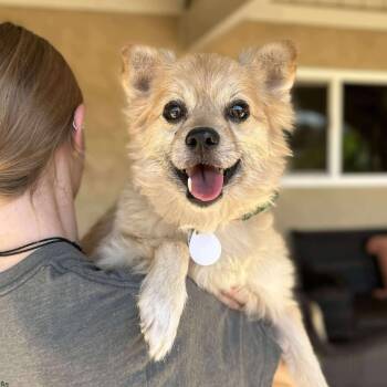 Rescue Pomeranian Dogs for Adoption in Ramona, California - Kona Cabernet | PetCurious