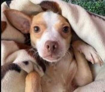 Chihuahua Dogs Available for Adoption in Thompson Falls, Montana - Venada | PetCurious