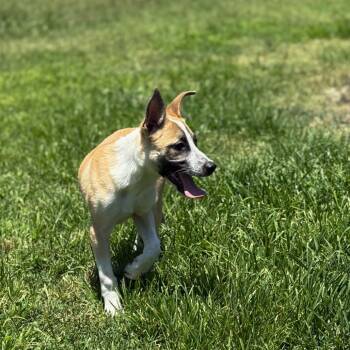 Eric -  Border Collie and Cattle Dog Dog for Adoption in San Jacinto, California - Eric | PetCurious