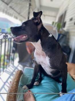Coco (In Foster) -  Boxer and Hound Dog Available for Adoption in Elmwood, Louisiana - Coco (In Foster) | PetCurious