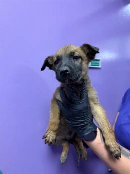 Belgian Shepherd Malinois and Mixed Breed Dogs Available for Adoption in El Paso, Texas - 60837316 | PetCurious