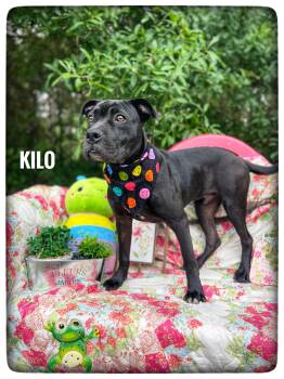 Pit Bull Terrier Dogs Available for Adoption in Sebring, Florida - Kilo | PetCurious