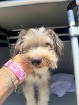 Schnauzer and Poodle Dogs Available for Adoption in Rockport, Texas - Cotten | PetCurious