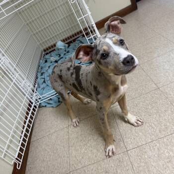 Jade -  Mixed Breed Dog for Adoption in Douglas, Massachusetts - Jade | PetCurious