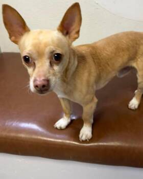 Chiweenie Dogs Available for Adoption in Las Vegas, Nevada - Joey | PetCurious