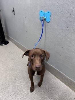 RUDY -  Labrador Retriever Dog for Adoption in Las Vegas, Nevada - RUDY | PetCurious