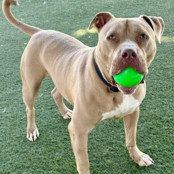American Staffordshire Terrier and Pit Bull Terrier Dogs Available for Adoption in Los Angeles, California - Seven Is So Sweet | PetCurious