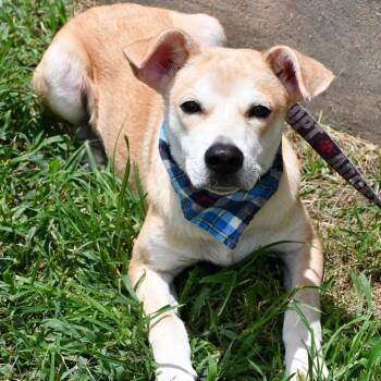 Buffalo Ben -  Terrier Dog for Adoption in Beaumont, Texas - Buffalo Ben | PetCurious