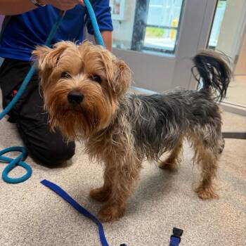Motzart -  Yorkshire Terrier Dog for Adoption in Englewood, Florida - Motzart | PetCurious