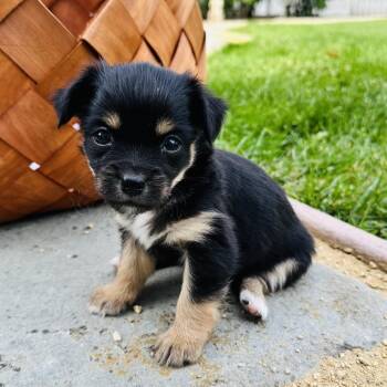 Mixed Breed Dogs Available for Adoption in San Francisco, California - Juno | PetCurious
