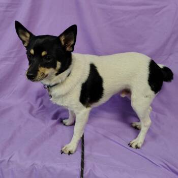 J-Rae -  Chihuahua and Pomeranian Dog for Adoption in Coos Bay, Oregon - J-Rae | PetCurious