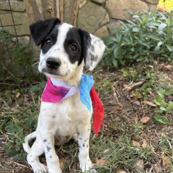 Taco -  English Setter and Jack Russell Terrier Dog for Adoption - Taco | PetCurious