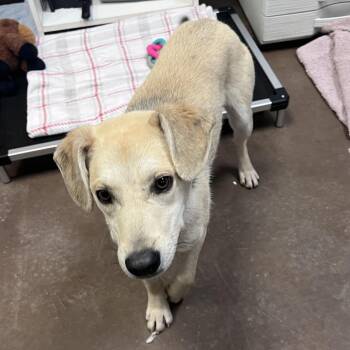 Yellow Labrador Retriever and Mixed Breed Dogs Available for Adoption - Bruno | PetCurious
