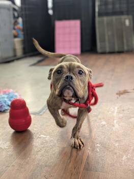 Bulldog and Pit Bull Terrier Dogs Available for Adoption - Lottie | PetCurious