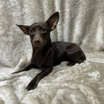 HERSHEY ( mini) -  Australian Kelpie Dog for Adoption in Rossford, Ohio - HERSHEY ( Mini) | PetCurious