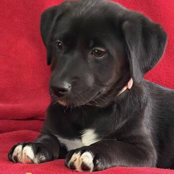 Onyx -  German Shepherd Dog and Husky Dog for Adoption - Onyx | PetCurious
