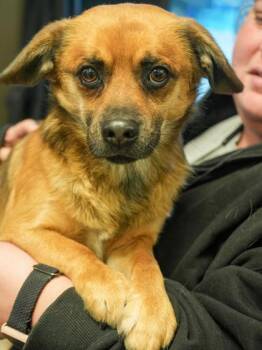 Chihuahua and Mixed Breed Dogs Available for Adoption in Bowling Green, Kentucky - Harvey(Sponsored 42.50 Adoption Fee! | PetCurious