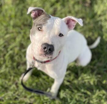 PRINCESS -  Mixed Breed Dog for Adoption in Jacksonville, Florida - PRINCESS | PetCurious