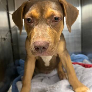 Huck -  Terrier and Shepherd Dog for Adoption in Abilene, Texas - Huck | PetCurious