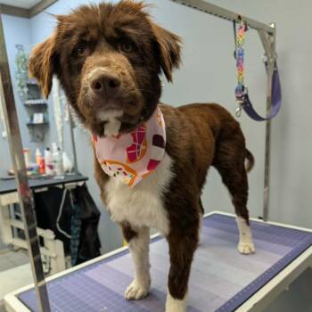 Mixed Breed Dogs Available for Adoption in Buffalo, Minnesota - Granita | PetCurious