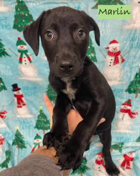 Rescue Mixed Breed Dogs for Adoption in Rock Hill, New York - Marlin | PetCurious