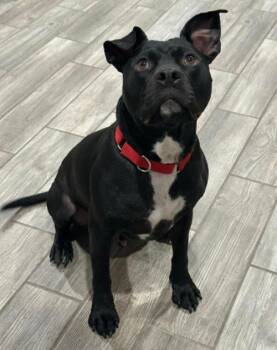Pit Bull Terrier Dogs Available for Adoption - Dexter (3.5 Years Old) | PetCurious