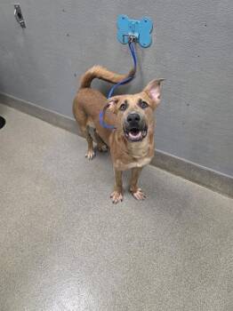 HENDERSON -  German Shepherd Dog and Mixed Breed Dog for Adoption in Las Vegas, Nevada - HENDERSON | PetCurious