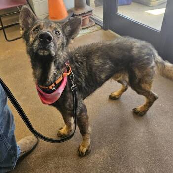 Teddy -  German Shepherd Dog Dog for Adoption in Tulsa, Oklahoma - Teddy | PetCurious