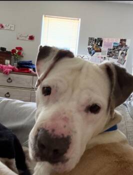 Pit Bull Terrier and Mixed Breed Dogs Available for Adoption in Atlanta, Georgia - Damsel | PetCurious