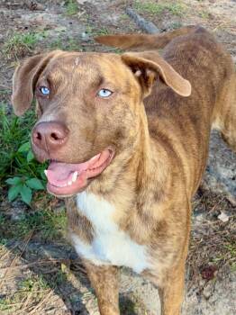 Newman -  Catahoula Leopard Dog and Mountain Cur Dog for Adoption in Heathsville, Virginia - Newman | PetCurious