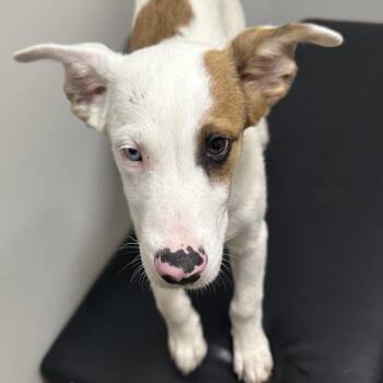 Duke -  Hound and Catahoula Leopard Dog Dog for Adoption in Nashville, Tennessee - Duke | PetCurious