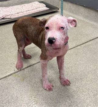 Staffordshire Bull Terrier and Mixed Breed Dogs Available for Adoption in Tallahassee, Florida - CRUMBLE | PetCurious