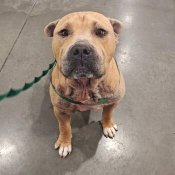 Roscoe -  Pit Bull Terrier Dog for Adoption in Springdale, Arkansas - Roscoe | PetCurious