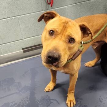 Rescue Pit Bull Terrier Dogs for Adoption in Greensboro, North Carolina - Red | PetCurious