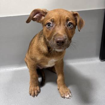 KCAC _5 -  Shepherd and Mixed Breed Dog for Adoption in Kerrville, Texas - KCAC _5 | PetCurious