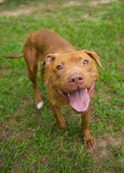 Changa 63597 -  Mixed Breed Dog for Adoption in Aiken, South Carolina - Changa 63597 | PetCurious