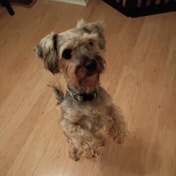 Yorkshire Terrier Dogs Available for Adoption in Waterford, New Jersey - PANDA | PetCurious