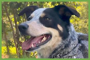 Banks -  Australian Cattle Dog Blue Heeler and Border Collie Dog for Adoption in Amherst, Massachusetts - Banks | PetCurious
