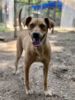 Chelsea -  Pit Bull Terrier Dog for Adoption in Pembroke, Massachusetts - Chelsea | PetCurious