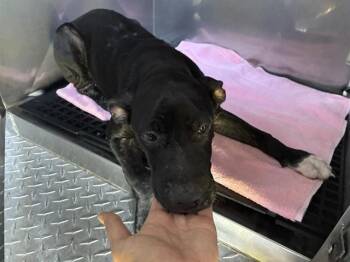 DEACON -  Terrier Dog for Adoption in Fort Myers, Florida - DEACON | PetCurious
