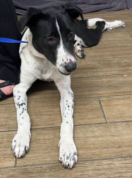 Penny -  Border Collie Dog for Adoption in Rowlett, Texas - Penny | PetCurious