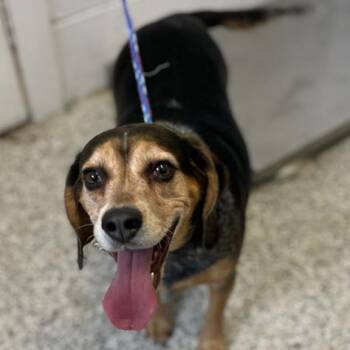 Beagle and Mixed Breed Dogs Available for Adoption in Hattiesburg, Mississippi - Bailey | PetCurious