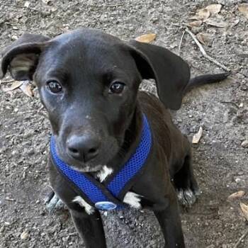 Rescue Mixed Breed Dogs for Adoption in Charleston, South Carolina - Junebug | PetCurious