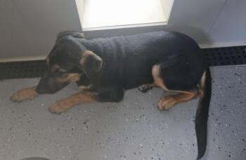 Samson -  Doberman Pinscher and German Shepherd Dog Dog for Adoption in Greencastle, Indiana - Samson | PetCurious