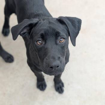 Baza -  Black Labrador Retriever Dog for Adoption in Fenton, Michigan - Baza | PetCurious
