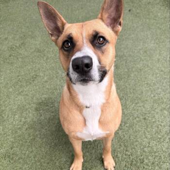 Shepherd Dogs Available for Adoption in Long Beach, California - Sassie | PetCurious