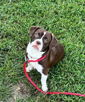 Delilah -  Cocker Spaniel and French Bulldog Dog for Adoption in Shorewood, Illinois - Delilah | PetCurious