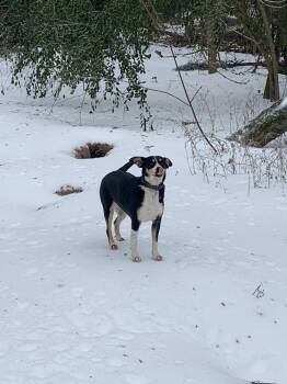 Feist Dogs Available for Adoption in Boston, Massachusetts - Roxy | PetCurious