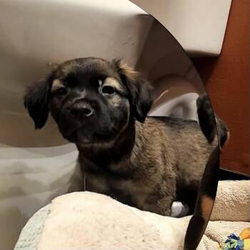 Quack -  Mixed Breed and Shepherd Dog for Adoption in Durham, North Carolina - Quack | PetCurious