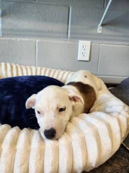 Mixed Breed Dogs Available for Adoption in Jackson, Tennessee - Sneezy | PetCurious